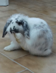 Duchesse