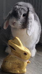 Cookie