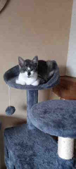 Laïa