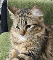 Dadouche