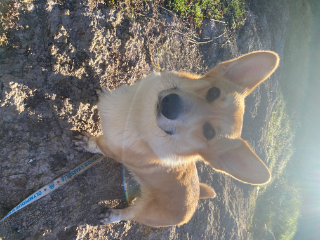 Bebop