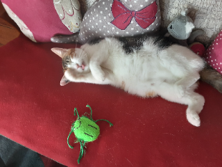 TARA