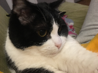 Simba