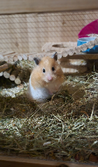 Nini