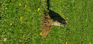 Moumoune