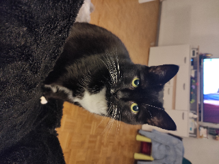 Freyja