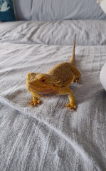 Rango