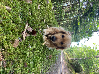 Nala