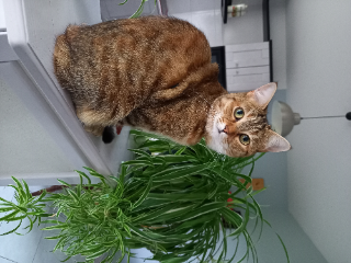 Lila