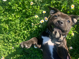Diego