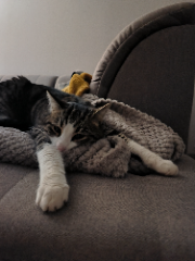 Kovu