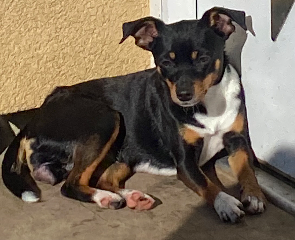 Tara