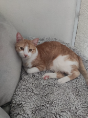 Nikito