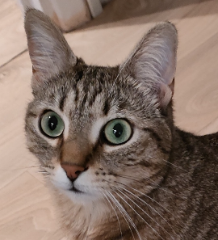 Mimou
