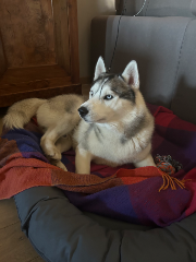 Thor