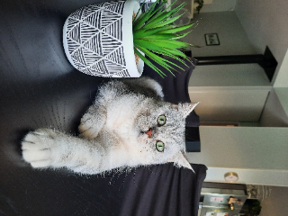 Hawaï