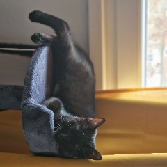 Bagheera