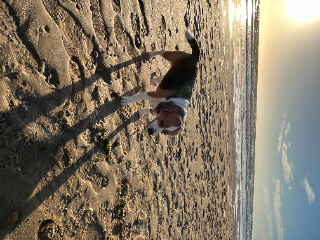 Roxy