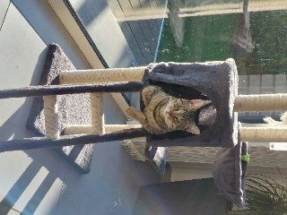 Oreo