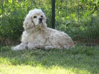 Jessie