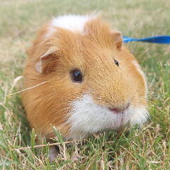 Hamtaro