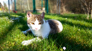 Mimi