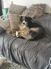 Ace