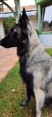 Siana