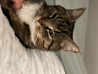 Milo