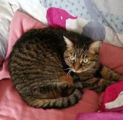 Minette