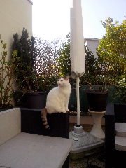 hermine