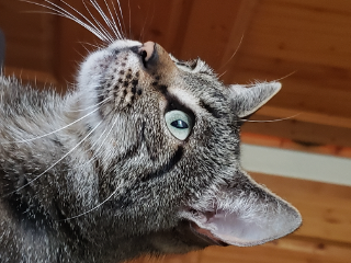 Nala
