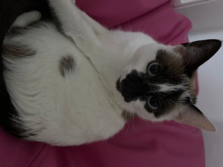 Mia