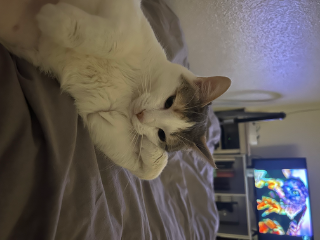 Cleo