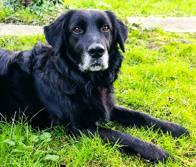 Banjo
