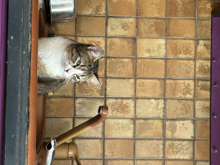 Mirko