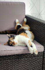 Nala