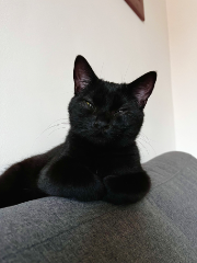 Suki