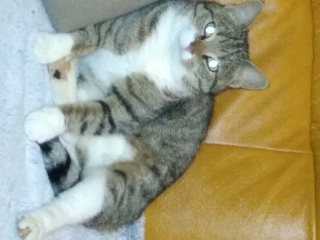 Tizy