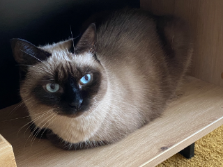 STELLA