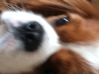 Stan