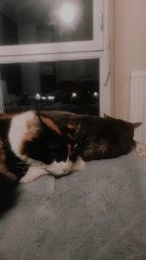 Myrtille