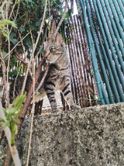 Paco