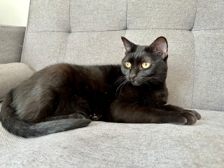 Cleo