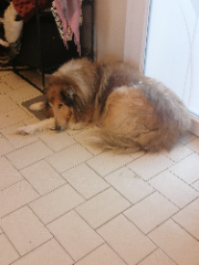 Elliot