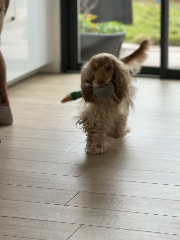 Nala