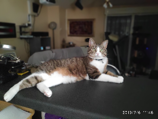 chipie