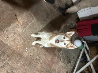Nala