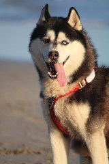 Lulu