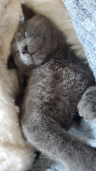 Yuki
